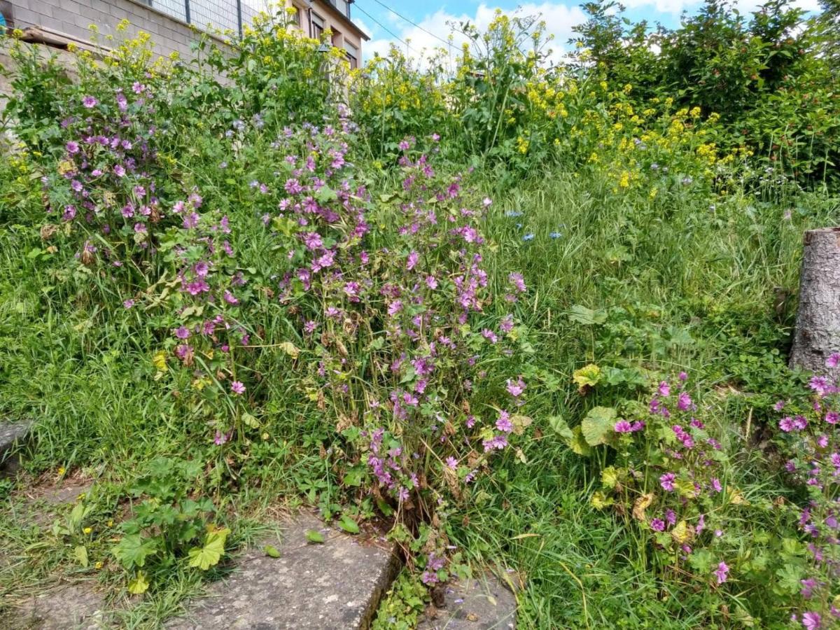 Ferienhaus Fraeulein Frenz Bollendorf Dış mekan fotoğraf