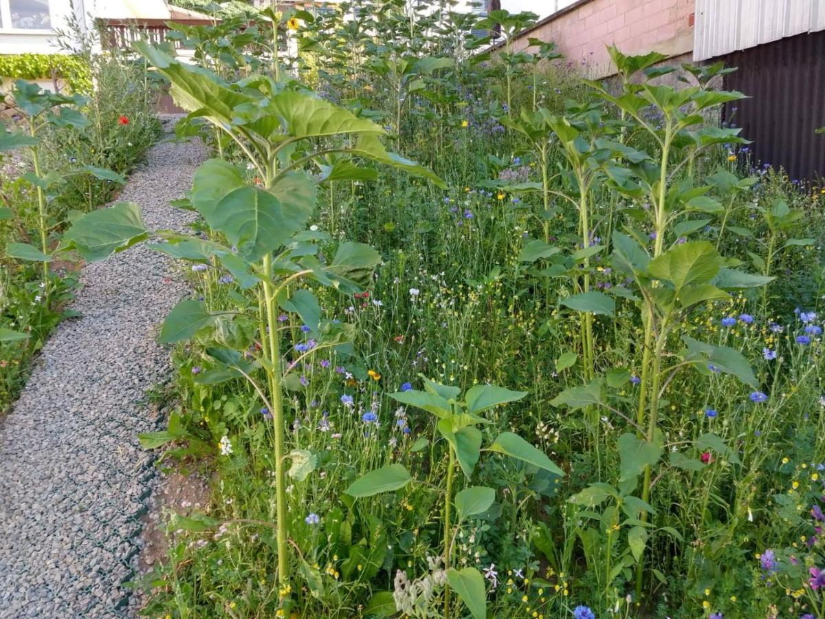 Ferienhaus Fraeulein Frenz Bollendorf Dış mekan fotoğraf